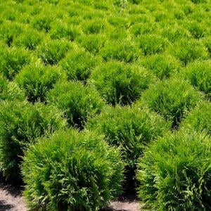 서양 측백나무 둥근형 리틀자이언트 수폭 20cm내외 포트묘 관상수 조경수 침엽수 묘목