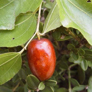 대추나무 복조 접목 1년 포트묘 과수 유실수 묘목