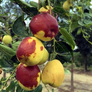 사과대추나무 조생 조취왕조 접목 1년 포트묘 과수 유실수 묘목