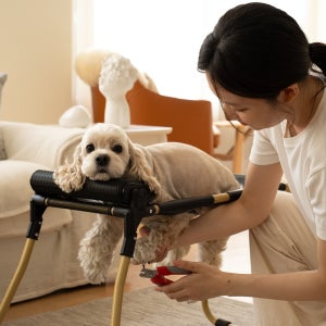 [중형]다리가 아픈 아이도 편하게 강아지 고양이 목욕기구 미용기구 목욕받침대 펫그룸 대형세트 1대(해먹포함)