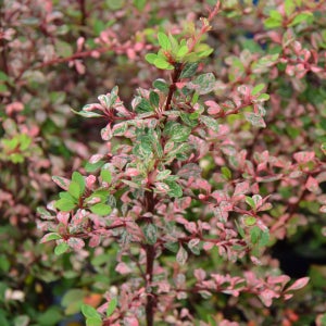 매자나무 나타샤 3년생 포트묘 12cm 관상수 조경수 묘목