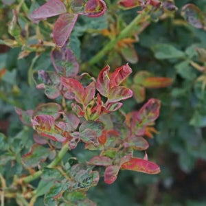 매자나무 나타샤 수고 30cm 포트묘 관상수 조경수 묘목