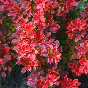 매자나무 레드핫칠리 3년생 포트묘 14cm 관상수 조경수 묘목