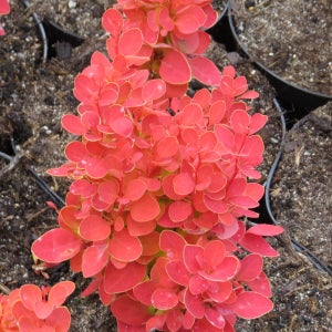 매자나무 오렌지아이스 3년생 포트묘 14cm 관상수 조경수 묘목