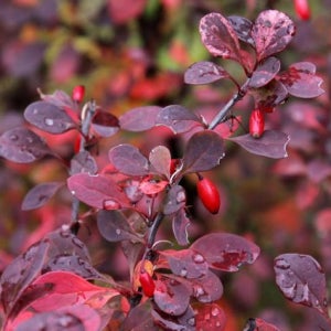 매자나무 플라밍고 수고 30cm 포트묘 관상수 조경수 묘목