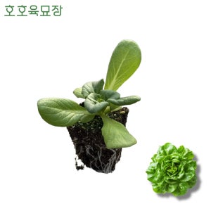 찰스버터헤드 버터헤드 상추모종2개