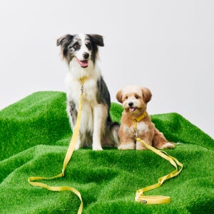 프로젝트21 마틴게일 목 보호 쿠션 목줄+리쉬 세트 저자극 훈련용 교육용 산책 간편착용