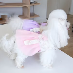 반려동물 강아지 고양이옷 여아 한복 애견 애묘 전통의상