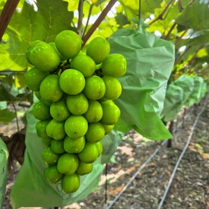 고당도 특품 프리미엄 샤인머스켓 씨없는 경북 제철 청포도 2kg 4kg