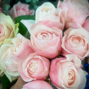 일로다플로 장미꽃 작은 꽃다발 선물 생화배송