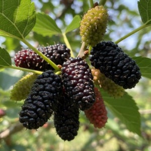 고창토종햇오디 토종생오디 냉동동결오디 (특품) 고창냉동 오디 (상품) 2kg 5kg