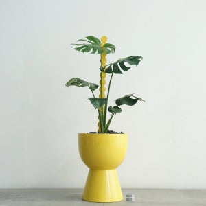 몬스테라 옐로우 스파인 스탠드 화분 카페 사무실 학원 거실 반려식물 키우기쉬운 인테리어