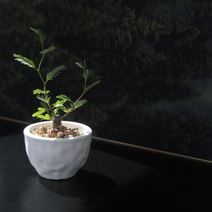 아프리카식물 세나 메리디오날리스 괴근 미니화분 다육이 인테리어식물