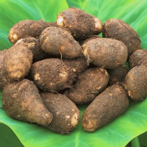 국산 토란 햇 흙 깐 피 알 대용량 3kg 4kg 5kg 깐토란 1kg 건토란대 불린토란대