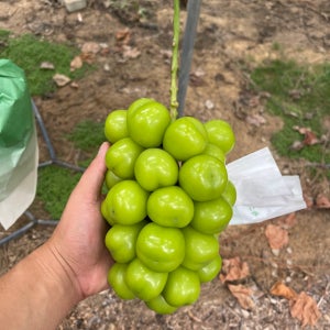 김천 직배송 샤인머스켓1kg,2kg 당도18Brix이상 가정용,프리미엄 망고향포도,청포도,선물세트