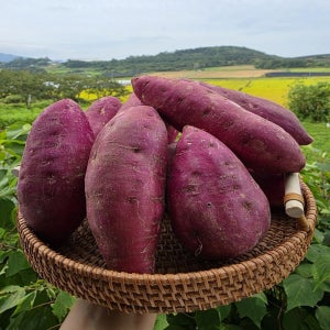 산지직송 달콤한 호박고구마 호풍미 고구마 3kg 5kg