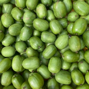 국내산 토종 다래 미니키위 다래순 효소용다래 건다래