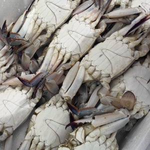 진도 냉동 숫꽃게 꽃게 암꽃게 활꽃게 가을 급냉