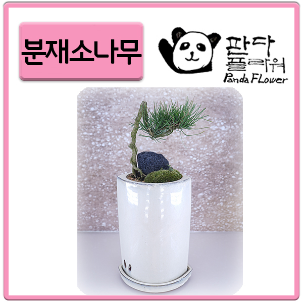 PFC008 고급 해송 미니 1 분재 작은화분 자연스러운 거실 안방 인테리어 선물용 장식품