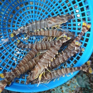 오도리 보리새우 제철 새우 회 생물 거제 당일조업 횟감 자연산 국내산 1마리