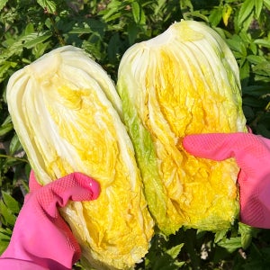 고랭지 세척 김장 절임배추 세척 절인배추 20kg