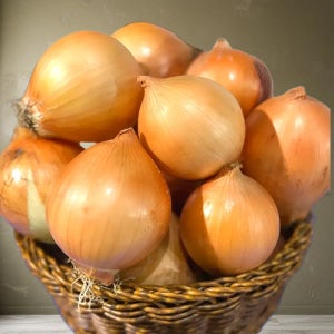 대끼리네 국내산 26년산 햇양파 2kg 3kg 5kg 10kg 15kg 경북 영천