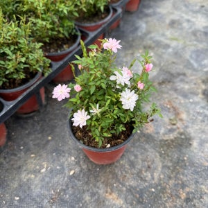 애기찔레 9cm 야생화 가을꽃 찔레모종 지피식물 애기장미 장미모종