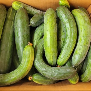 싱싱한 오이 고제마을 못난이 알뜰오이 3kg(11-15개내외)