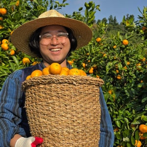 제주 귤 10kg 5kg 효돈 타이벡감귤 노지 만다린 불로초 홍매향 황금향 카라향