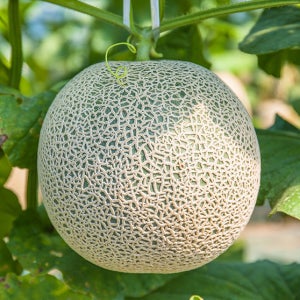 고당도 고창 하우스 멜론 후숙 머스크 멜론 제철