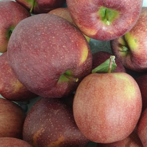 고당도 감홍사과 햇사과 10kg