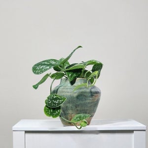 (동일품) 무무풀 스킨답서스 아르지리우스 행인식물 에어플랜트 덩굴식물