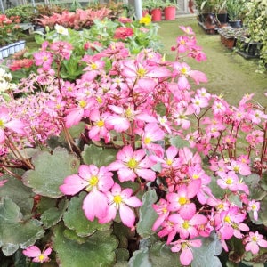 청일농원 대문자초 숙근 야생화 6치 대분