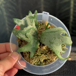 풀집 동일품 발송 박쥐란 윌링키 드워프 제이드걸 P.willinckii Jade girl