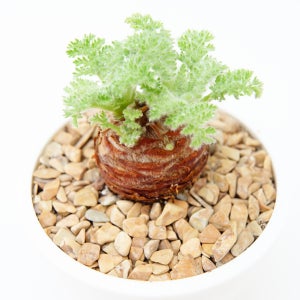 페라고늄 아펜디쿨라텀 중묘-페라고니움 펠라고늄