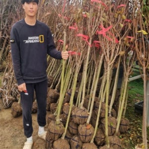 벚나무묘목 겹벚나무 3년 R2 분묘 벚꽃나무묘목