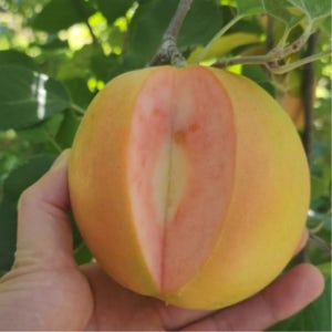 (2+1) 문루즈 사과나무 묘목 2주+ 활착근 1병 세트 2년 이중접목 털이묘 속빨간 사과