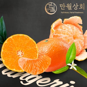 제주 서귀포 명품 타이백 감귤 고당도 제철과일 노지 귤 밀감