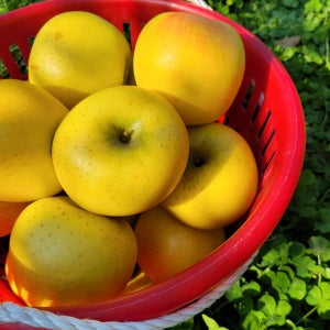 사과 청송 시나노골드 햇 꿀 사과 가정용 선물용 10kg