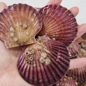 아제밥상 살아있는 엄청 큰 제철 홍가리비 2kg