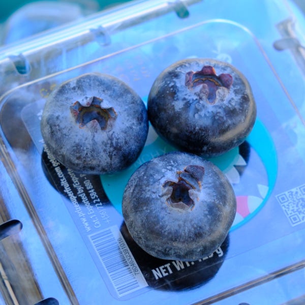 칠레산 대왕 생 블루베리 500g