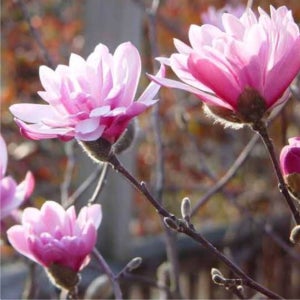 목련나무 묘목 국화목련 접목 분묘 가분