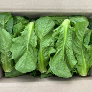 맛통령 통로메인 상추 1kg 2kg