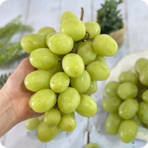 수입산 고당도 애플 청포도 1kg 제철과일