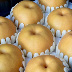 신고배 햇 배 3kg 5kg 15kg 못난이 신고 선물세트