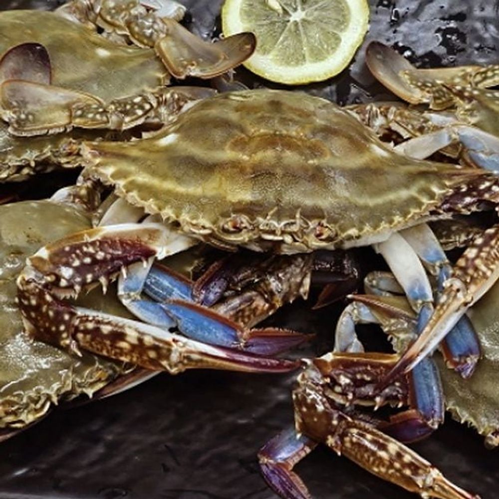 국내산 제철 숫꽃게 1kg 찜용 싱싱한 봄꽃게 냉동 꽃게 해산물 탕용