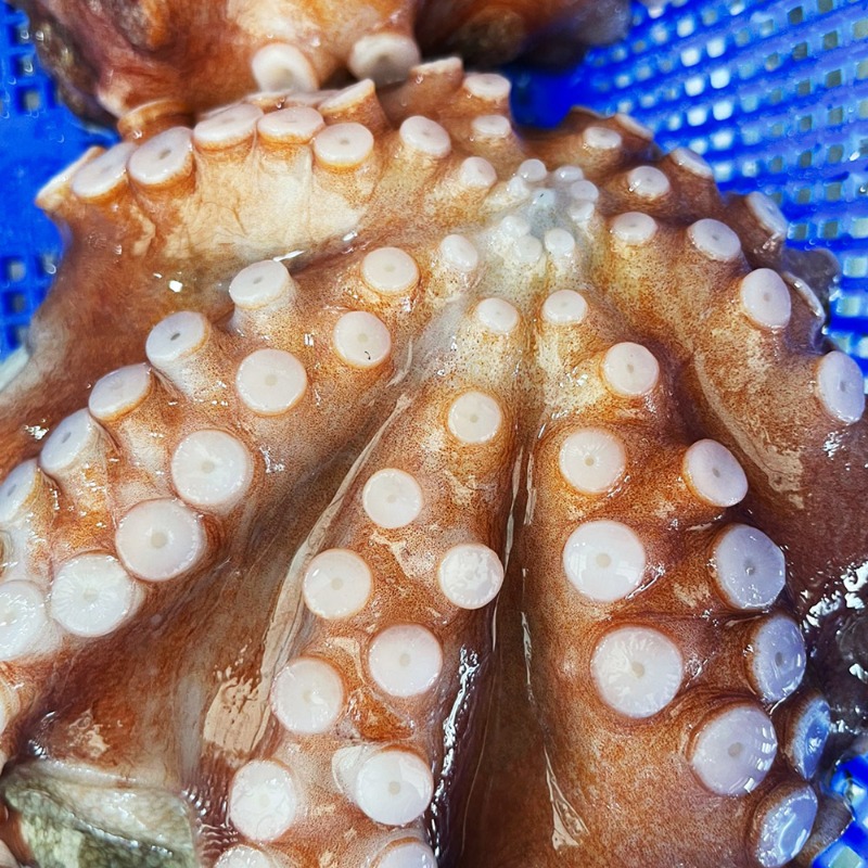 자연산 생물 여수 돌문어 제수용 문어 1kg(1-4미가정용)