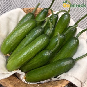 온미락 경북 미니오이 스낵오이 아삭아삭 시원한 맛 500g 1kg 2kg