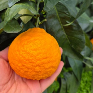 제주 감귤 카라향 고당도 노지귤 유라조생 타이백