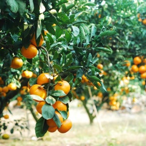 제주 감귤 서귀포 고당도 노지귤 유라조생 타이백